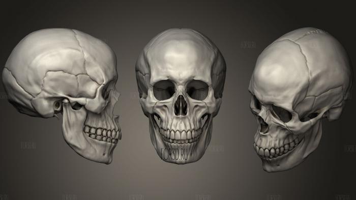 Human Female Skull stl model for CNC